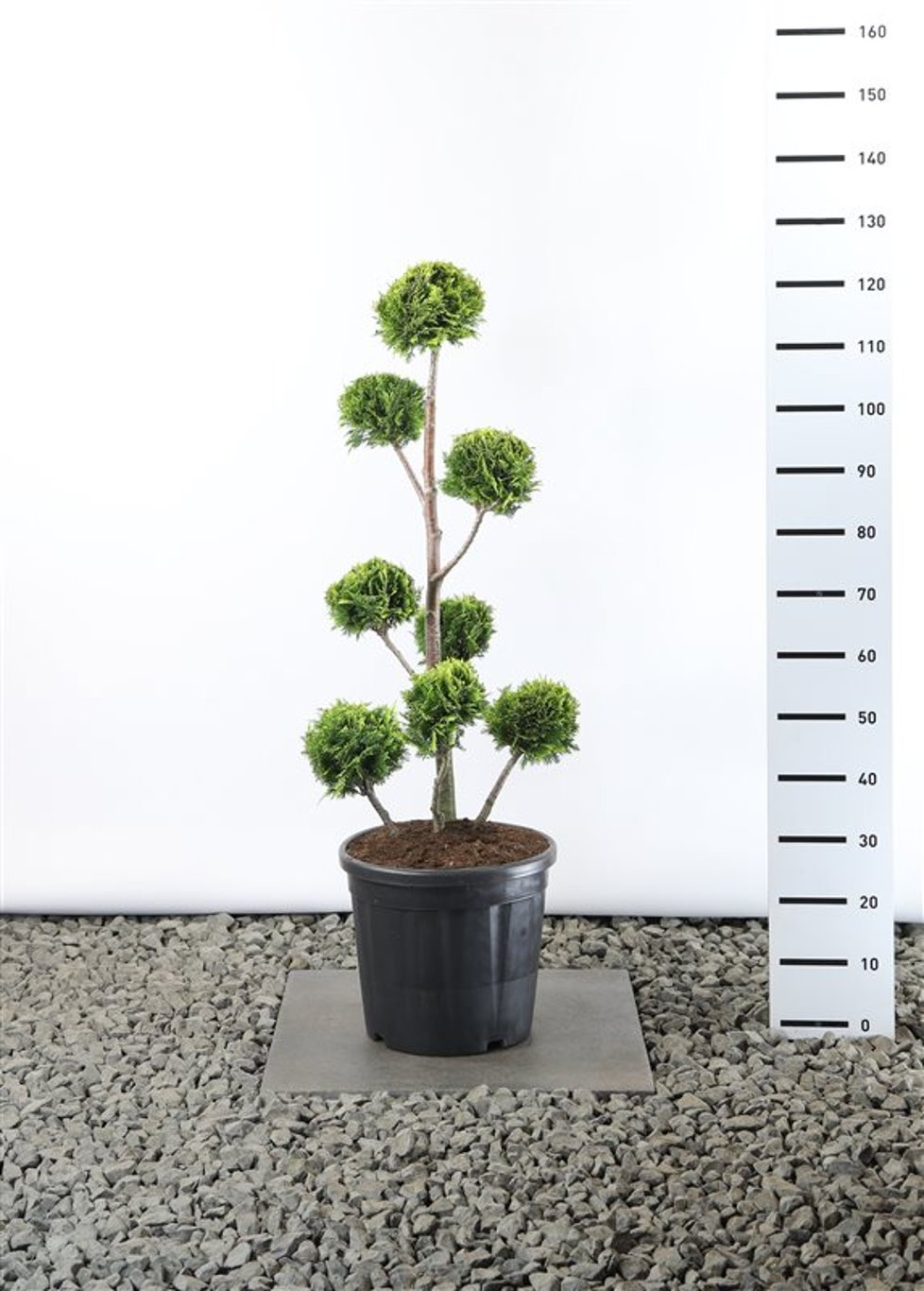 Chamaecyparis l. 'Stardust' - 80-100 CM PonPon Cont.